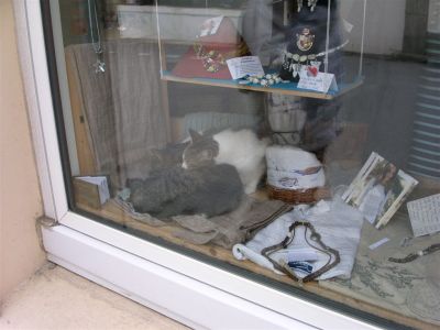 2 chatons dans une vitrine de magasin
